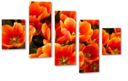 czerwone tulipany, kwiaty, bukiet, patki, licie, lato, natura, pikno, makro