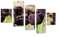 czarne tulipany, kwiaty, bukiet, patki, licie, lato, natura, pikno, makro, zblienie
