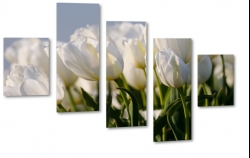 biae tulipany, kwiaty, bukiet, patki, licie, lato, natura, pikno, makro, pole, ka