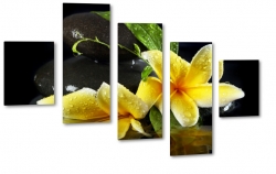 plumeria, hawajski, kwiat zakochanych, wellness, kwiaty, kamienie, natura, zdrowie, spokj, rwnowaga, relaks, patki, ty, makro