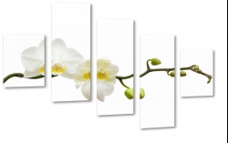 orchidea, storczyk, biay, patki, natura, odyga, pki, prezent, kwiaty, makro