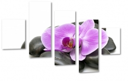 orchidea, wellness, kamienie, storczyk, fioletowy, patki, natura, odyga, pki, prezent, kwiaty, biae to, makro