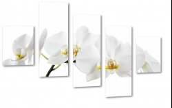 orchidea, storczyk, biay, patki, natura, odyga, pki, prezent, kwiaty, makro