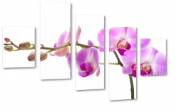 orchidea, storczyk, fioletowy, patki, natura, odyga, pki, prezent, kwiaty, biae to, makro