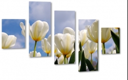 biae tulipany, kwiaty, bukiet, patki, licie, lato, natura, pikno, biae to, makro