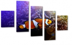 ryba, rybka, nemo, amfiprion, ocean, oceanarium, rafa koralowa 