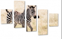 zebra, paski, natura, dziko, afryka, safari, podr, lato
