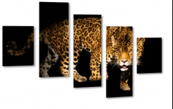 gepard, dziki, kot, prki, spojrzenie, ky, futro, strach, grony, drapienik, dziko, czarne to