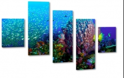 rafa koralowa, ryby, ocean, nurkowanie, oceanarium, pod wod, kolorowo, pikno
