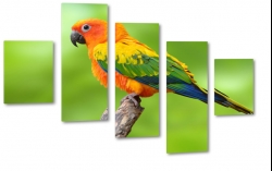 papuga, ara, kolory, zielony, ty, dzib, tropiki, skrzyda, dungla, lot