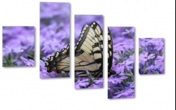 motyl, owad, natura, pikno, kwiat, skrzyda, kolorowy, makro, mozaika 