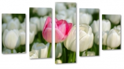 biae tulipany, rowy, kwiaty, bukiet, patki, licie, lato, natura, pikno