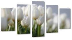 tulipany, biae, kwiaty, licie, pikno, natura, uroda, styl