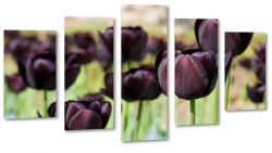 tulipany, fiolet, kwiaty, patki, natura, licie, pikno, ka, pole
