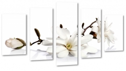 magnolia, biay, patki, natura, odyga, pki, prezent, kwiaty, biae to