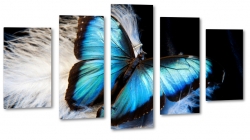 motyl, motylek, niebieski, makro, zblienie, skrzyda, czarne to