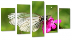 motyl, motylek, biel, makro, zblienie, skrzyda, rowy kwiat, makro