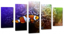 ryba, rybka, nemo, amfiprion, ocean, oceanarium, rafa koralowa 