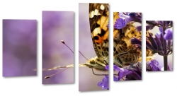 motyl, owad, natura, pikno, kwiat, skrzyda, fiolet, makro