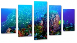 rafa koralowa, ryby, ocean, nurkowanie, oceanarium, pod wod, kolorowo, pikno