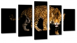 gepard, dziki, kot, prki, spojrzenie, futro, strach, drapienik, dziko, czarne to