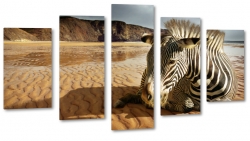 zebra, paski, czarnobiae, natura, dziko, afryka, safari, podr, woda, odpoczynek