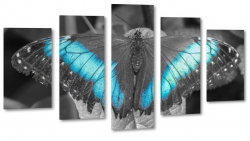 motyl, owad, natura, pikno, skrzyda, dark, makro, niebieski
