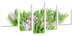tulipany, holandia, zapach, fioletowe, bukiet, wiosenny, do salonu, biae to, gsto