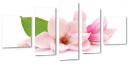 magnolia, kwiaty, rowe, pki, patki, licie, spokj, relaks, biae to