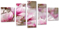 magnolia, drzewko, ga, rowy, wiosna, kwitncy, krzak
