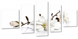 magnolia, patki, pki, biae to, jasny