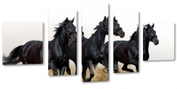 ko, konie, czarny, galop, czarne konie, stado, biae to