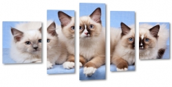 koty, kotki, oczy, niebieski, biszkoptowy, ragdoll, miot, birmaski
