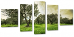 gaj oliwny, drzewo, trawa, zielony, licie, oliwkowy, sad, grecja
